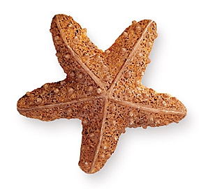 Ручка кнопка детская WP Морская звезда