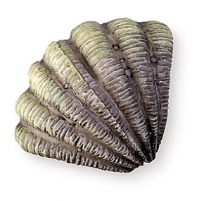 Ручка кнопка детская WP Ракушка